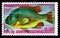 Postage stamp printed in Equatorial Guinea shows Longear Sunfish Lepomis megalotis, Fishes I exotic serie, circa 1975