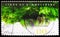 Postage stamp printed in Germany shows Lime tree at Himmelsberg, Nature monuments serie, circa 2001
