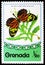 Postage stamp printed in Grenada shows Tropical Milkweed Butterfly Lycorea ceres, Butterflies serie, circa 1975