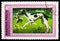 Postage stamp printed in Hungary shows Hungarian Greyhound (Canis lupus familiaris), Hounds serie, circa 1972