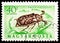 Postage stamp printed in Hungary shows Pine Chafer (Polyphylla fullo), Insects serie, circa 1954