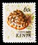 Postage stamp printed in Kenya shows Red Helmet Shell (Cypraecassis rufa), Molluscs of the Sea serie, 60 Kenyan cent, circa 1971