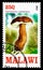 Postage stamp printed in Malawi shows Gyroporus castaneus, Mushrooms serie, circa 2013