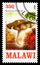 Postage stamp printed in Malawi shows Russula olivacea, Mushrooms serie, circa 2013