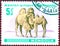 Postage stamp printed in Mongolia shows image of a little camel, from the series `Young animals`.
