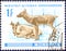 Postage stamp printed in Mongolia shows image of a little saiga, from the series `Young animals`.