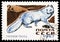 Postage stamp printed in Soviet Union (Russia) shows Arctic Fox (Alopex Iagopus), Fur-bearing Animals serie, circa 1967