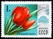 Postage stamp printed in Soviet Union shows Tulip `Bolshoi Theatre`, Moscow Flowers serie, circa 1978