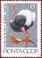 Postage stamp printed in the USSR with the image and inscription in Russian `Askania-Nova Nature Reserve. Ostrich. Golden pheasant