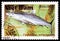 Postage stamp printed in Vietnam shows Grey Reef Shark Carcharhinus amblyrhynchos, Sharks serie, circa 1991