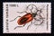 Postage stamp Romania,, 1996. Cerambyd Beetle Purpuricenus kaehleri insect