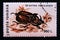 Postage stamp Romania,, 1996. European Rhinoceros Beetle Oryctes nasicornis insect