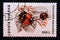 Postage stamp Romania,, 1996. Two spot Ladybird Coccinella bipunctata insect