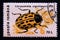 Postage stamp Romania,, 1996. Willow Leaf Beetle Chrysomela vigintipunctata insect