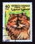 Postage stamp Sahrawi Arab Democratic Republic, 1999. Domestic cat