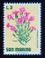 Postage stamp San Marino, 1971. Cottage Pink Dianthus plumarius flower