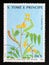 Postage stamp Sao Tome and Principe, 1988. Cassia occidentalis medical Flower plant