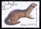 Postage stamp Soviet Union, CCCP 1980, European Mink, Lutreola lutreola