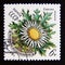 Postage stamp Soviet union, CCCP 1981. Stemless Carline Thistle Carlina acaulis flower