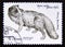 Postage stamp Soviet Union USSR, 1980. Arctic Fox Alopex lagopus