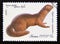 Postage stamp Soviet Union USSR, 1980. European Mink Lutreola lutreola