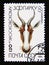 Postage stamp Soviet Union USSR, 1984. Bontebok Damaliscus pygargus