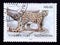 Postage stamp Tajikistan, 1993, Snow Leopard, Uncia uncia