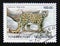 Postage stamp Tajikistan, 1993. Snow Leopard Uncia uncia