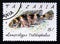 Postage stamp Tanzania, 1991. Five barred Lamprologus Lamprologus tretocephalus fish
