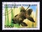 Postage stamp Togo 1999. Black Telescope Goldfish Carassius auratus