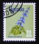 Postage stamp Uganda, 1969. Indian Coleus Coleus barbatus flower