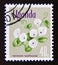 Postage stamp Uganda, 1969. Ipomoea spathulata flower