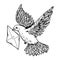 Postal dove with letter engraving style vector