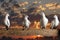 Postal pigeons sitting on the fence the background of beautiful sunrise