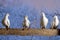 Postal pigeons sitting on the fence winter evening