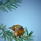 Postcard with bullfinch on a branch