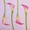 Postcard with callas. Beautiful fresh natural calla flowers. Copyspace. Top view