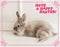 A postcard depicting a rabbit and the wishes of a happy Easter holiday.
