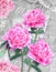 Postcard flower. Congratulations card with beautiful peonies on a grunge background and text for you.