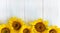 Postcard with flowers of a sunflower on a light wooden background. Frame for text for Thanksgiving, birthday. Background