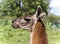 Postcard with a llama looking aside in a field