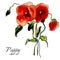 Postcard painted red poppy