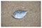 Postcard - a small fish in the sand in a white frame. Vector tracing drawing.