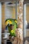 Postcard sweet parrot home amazon green with yellow crest red feathers sitting on a branch in a cage