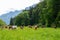 Postcard view. Cows on a green field,grazing on the green grass of a cows farmer, a beautiful cow landscape in the field