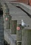 Posted seagull