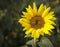 Poster agriculture. Blooming sunflower in the bright sunny day. Blue sky. Close-up of sunflower. Field. Bee, honeybee