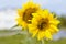 Poster agriculture. Blooming sunflowers in the bright sunny day. Blue sky. Close-up of sunflower. Field. Natural