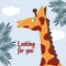 A poster with a cute animal. A stylized giraffe with a long neck against a background of palm leaves. Inscription - Looking for