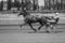 Poster with horse racing in black and white